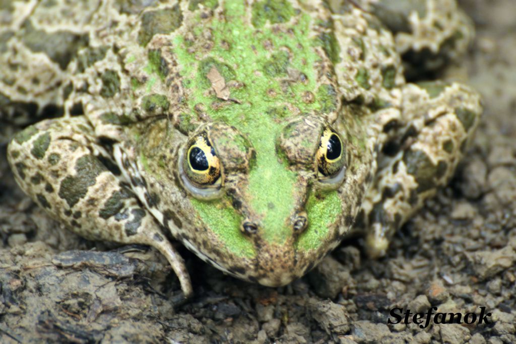 Id. Rana? Pelophylax sp. (Muggia, TS)